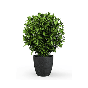 Boston Fern