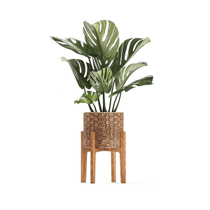 Money Plant