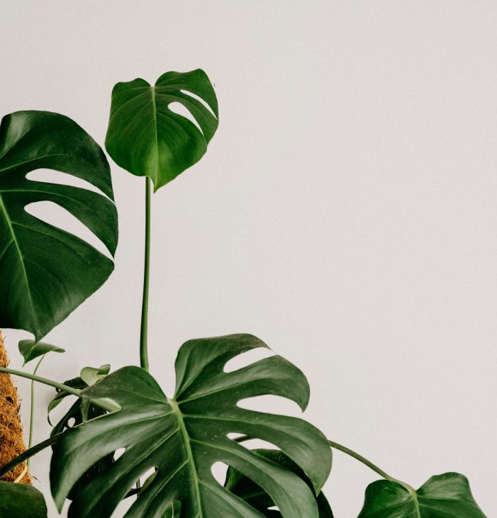 annie-spratt-uz92LQEQioA-unsplash